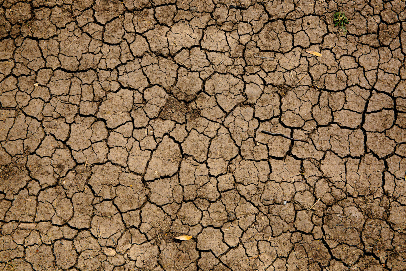 Drought - Mike erskine