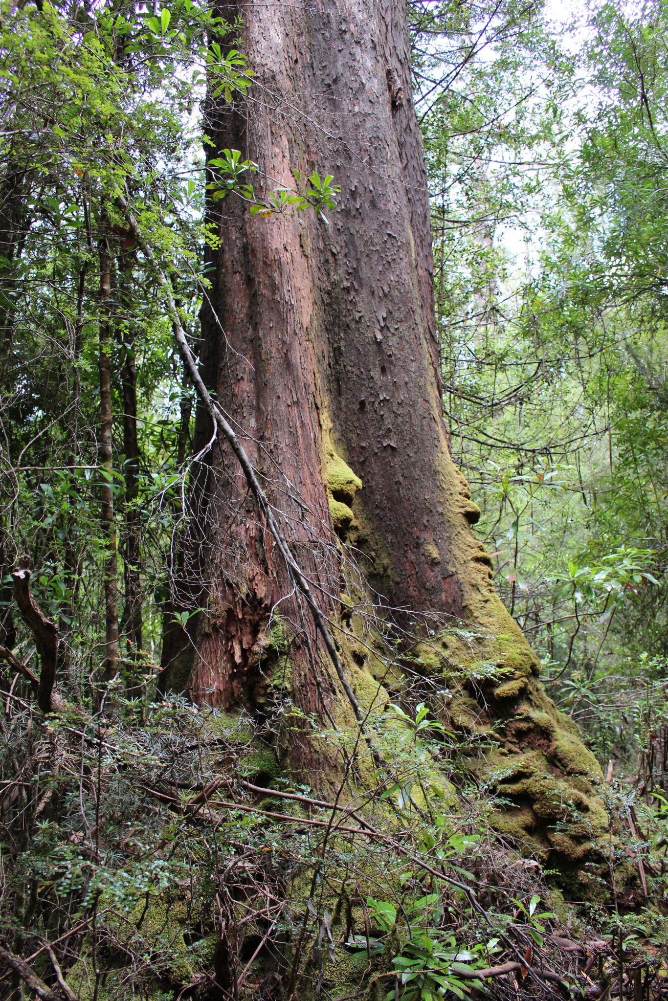 Giant Eucalypt Tasmania
