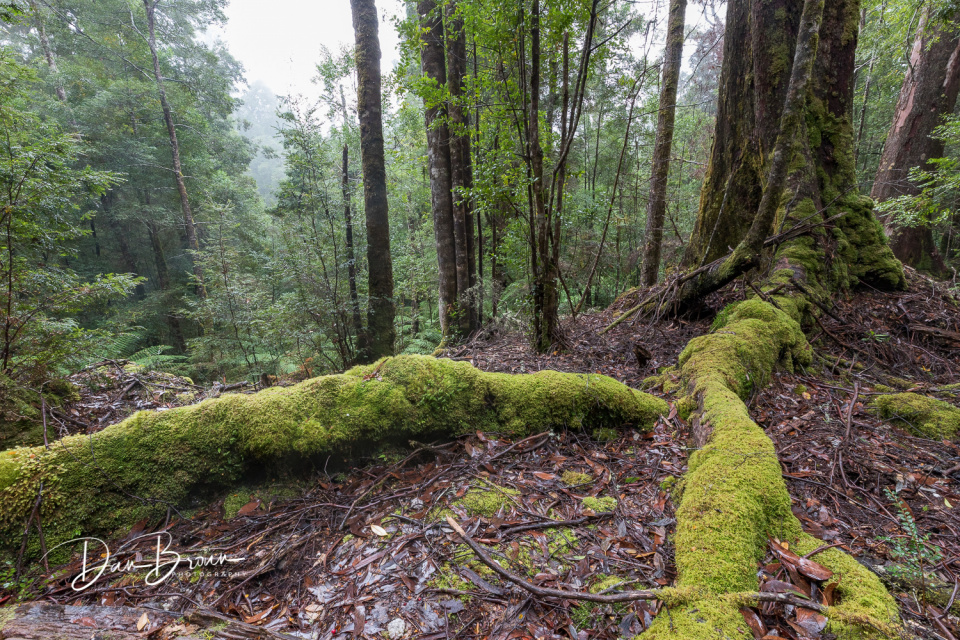 Tarkine forests Tasmania_Dan Broun