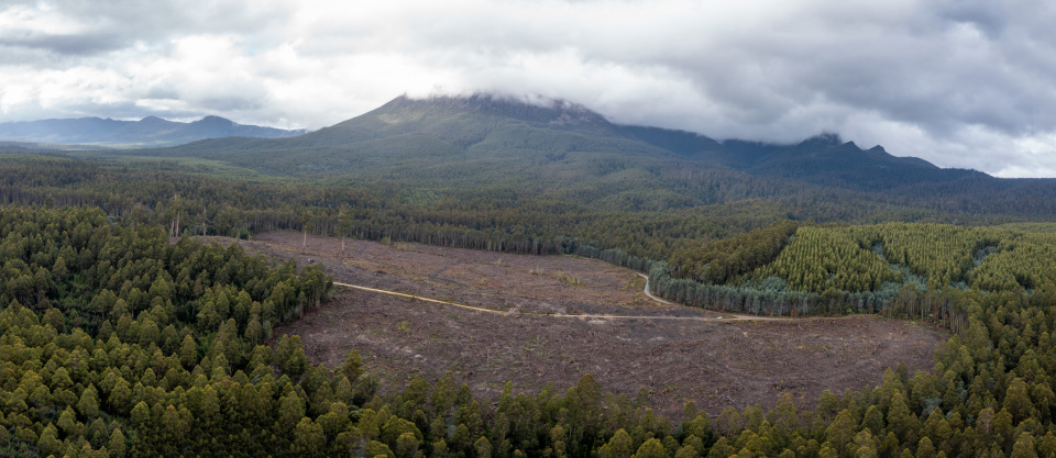 Clearfell Logging Forests Tasmania_Dan Broun