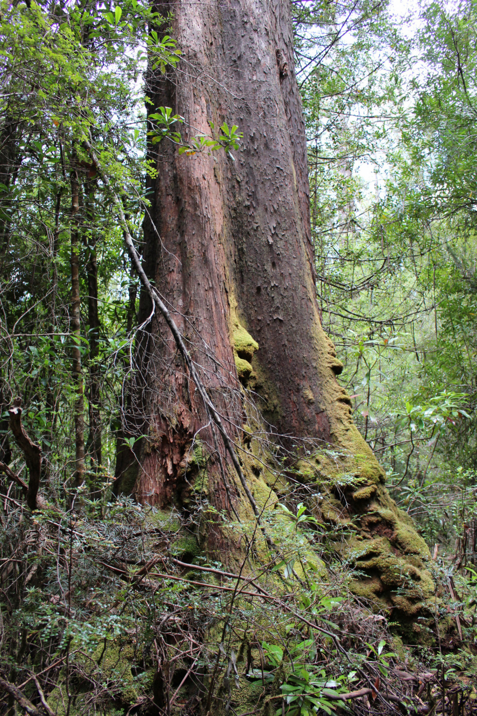 Giant Eucalypt Tasmania