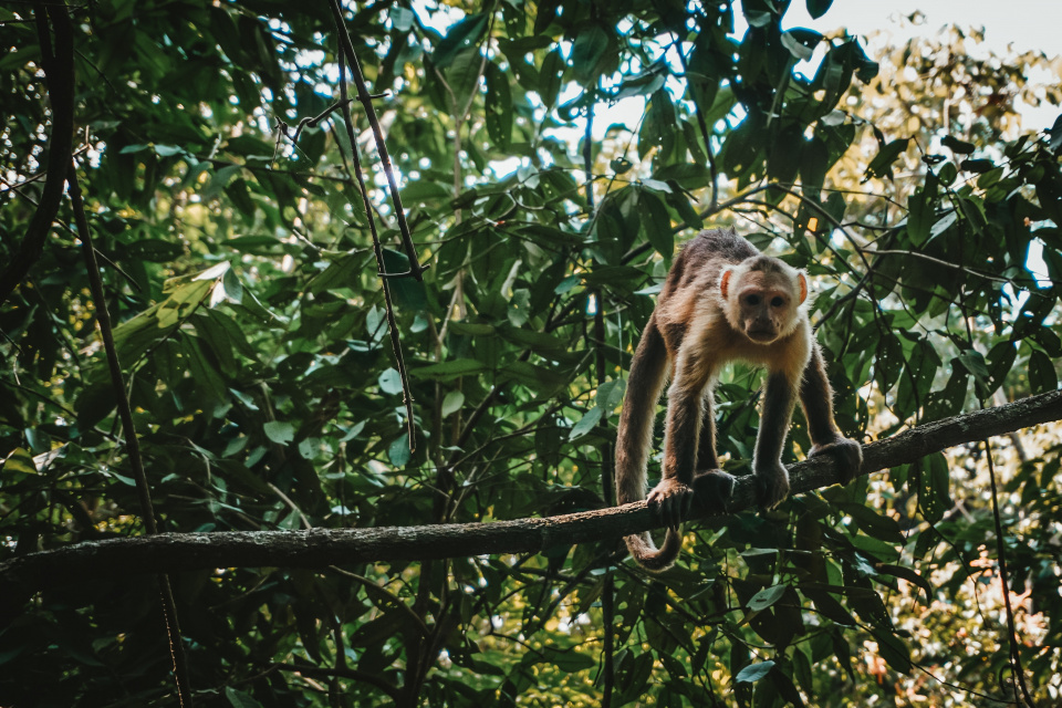 Amazon Rainforest - Berend leupen