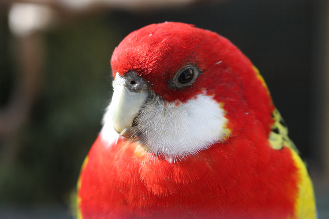 Eastern Rosella