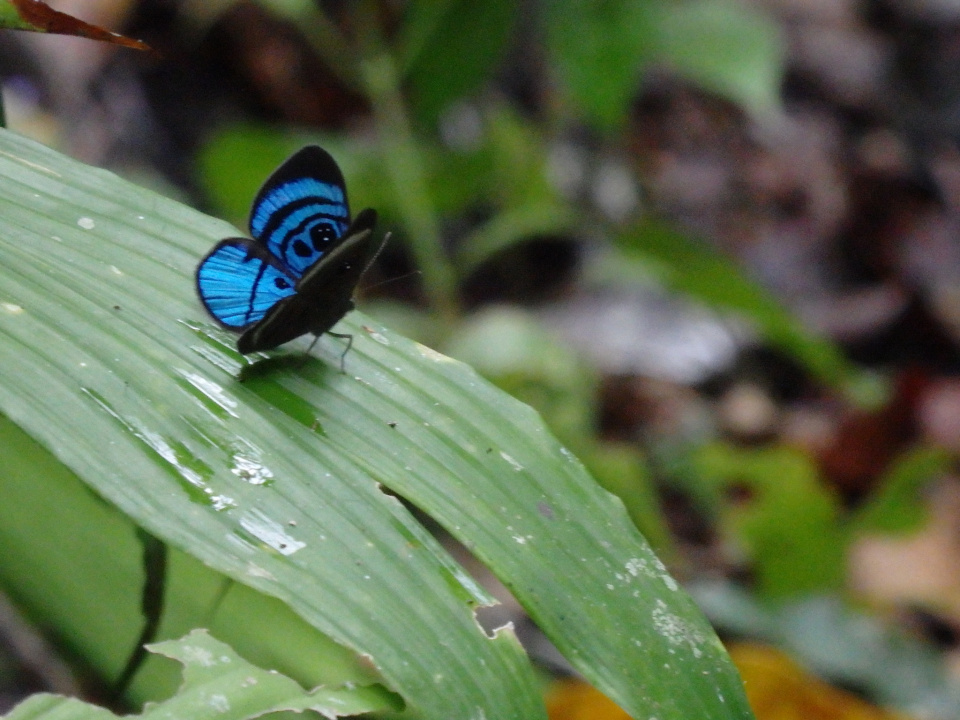 Butterfly Amazon