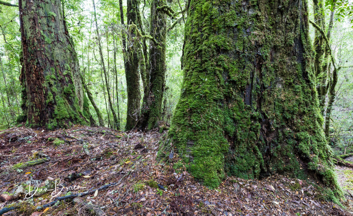 Tarkine Forest Tasmania_Dan Broun