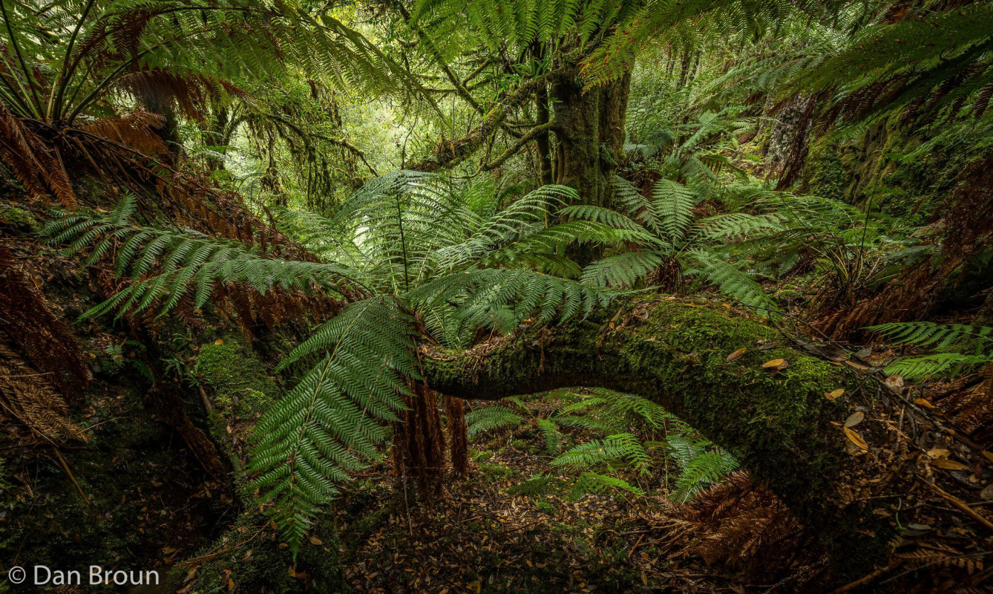 Tarkine Forest Tasmania_Dan Broun