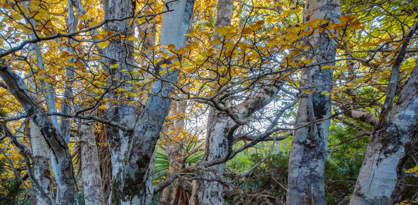 Gondwana Fagus Nature Forest World Heritage_Dan Broun
