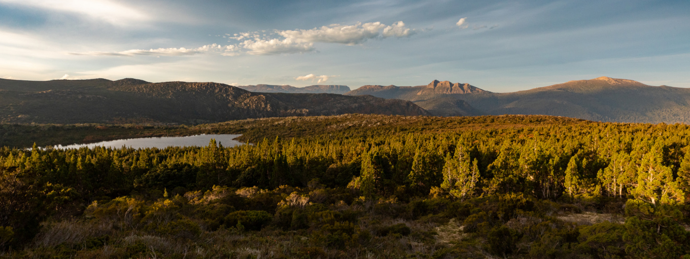 Pencil Pine forest World Heritage Tasmania_Dan Broun