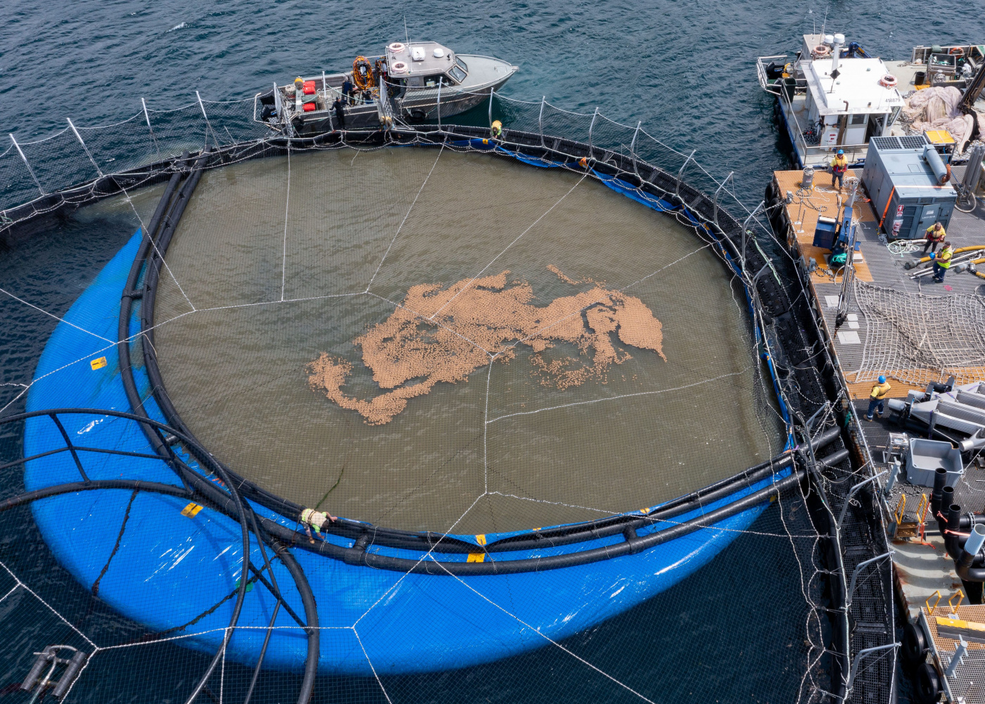 Salmon Aquaculture Tasmania Dan Broun5