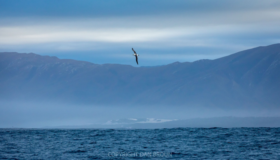 Albatross Ocean Tasmania Birds_Dan Broun