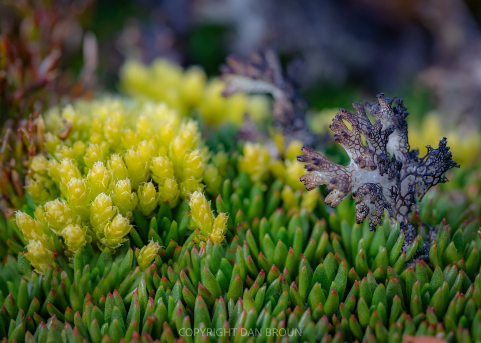 Lichen Moss Nature_Dan Broun