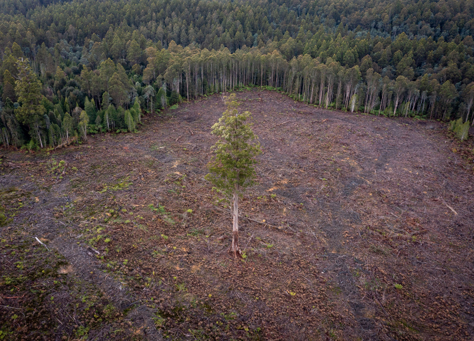 Forest Logging Tasmania_Dan Broun