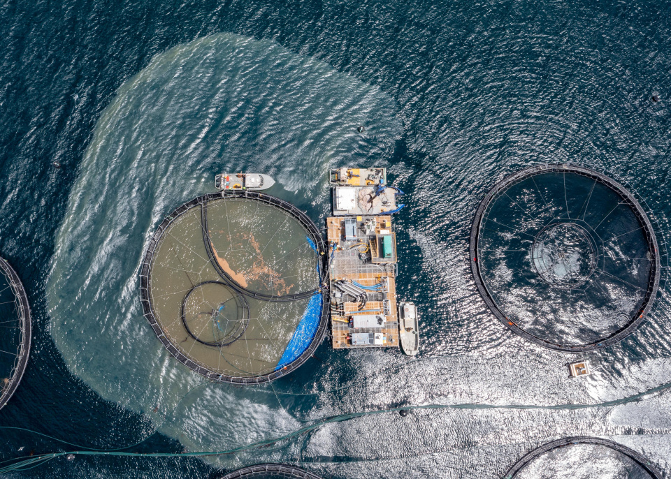 Salmon Aquaculture Tasmania Dan Broun6