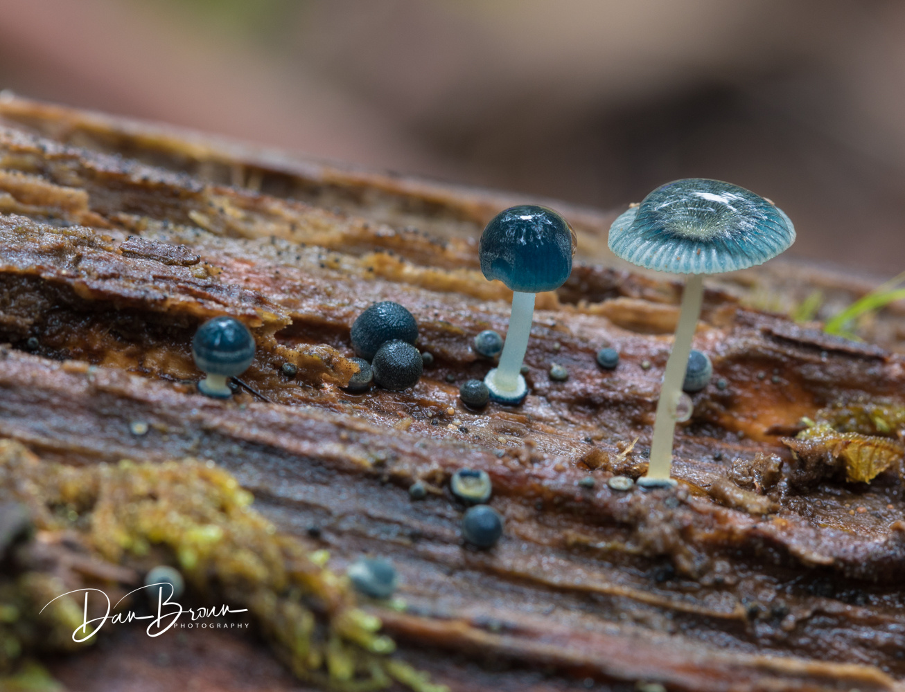 Fungi Nature_Dan Broun
