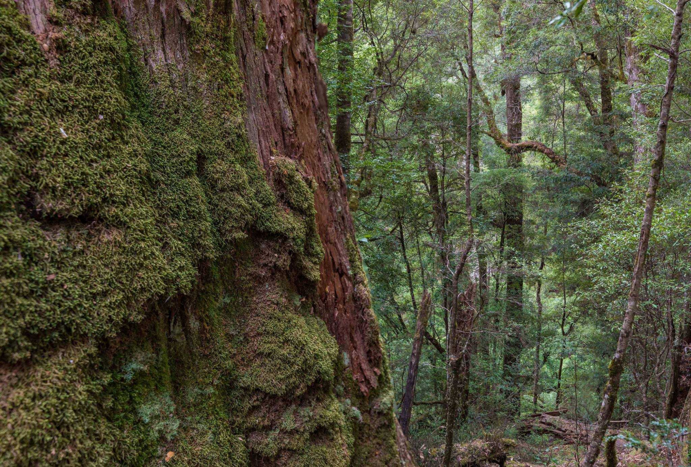 Tarkine Forest Tasmania_Dan Broun