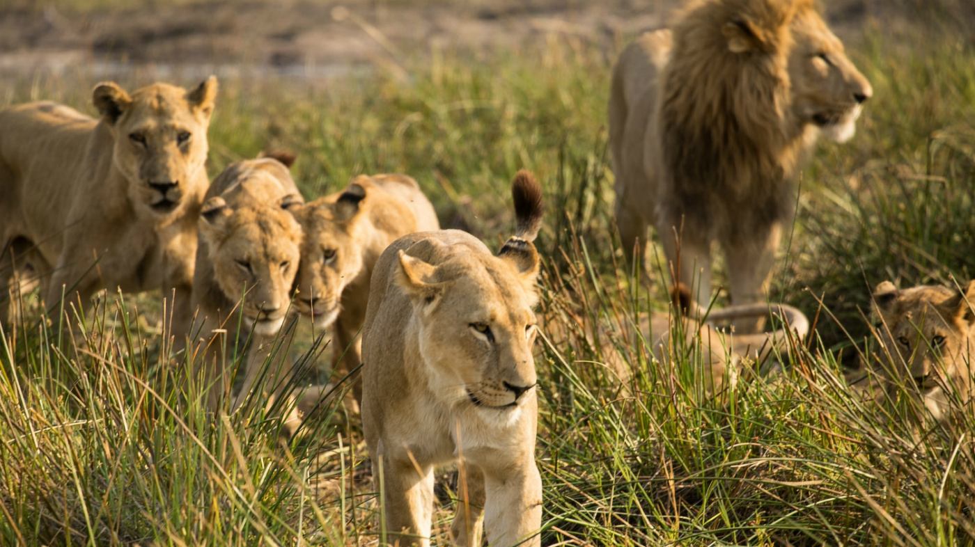 5f30aec5dcebe92ea0e749b9 lions botswana web