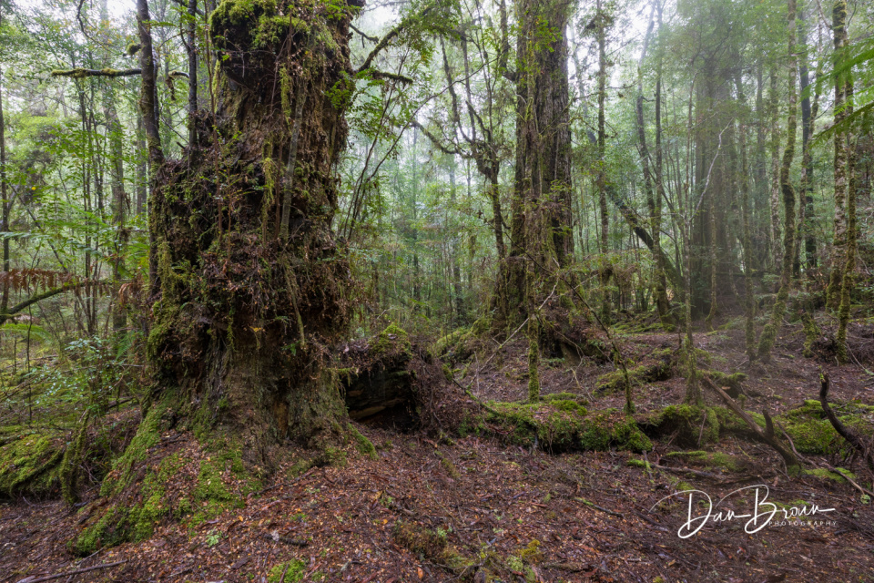 Tarkine Forest Nature_Dan Broun