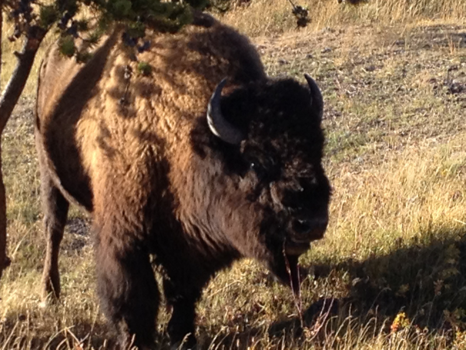Bison