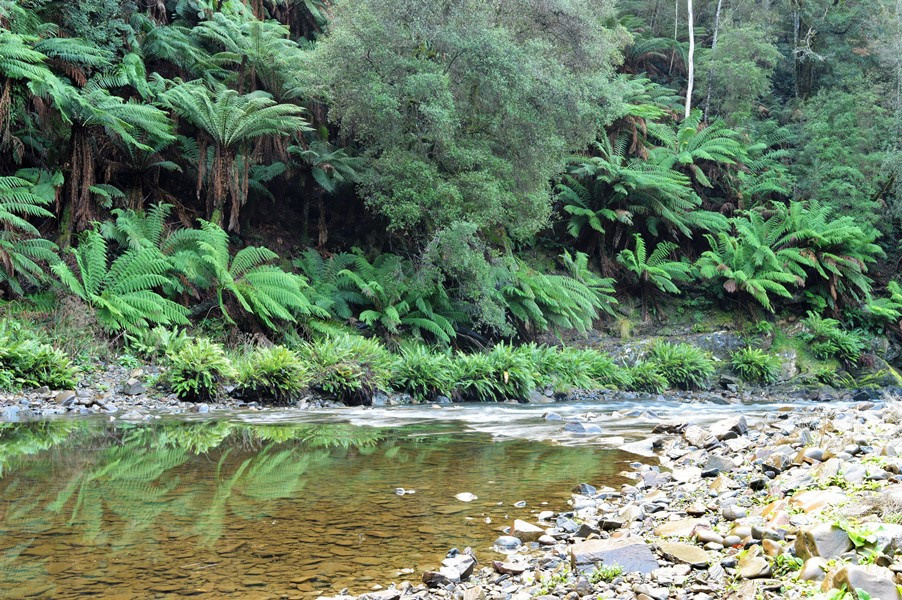 Cam River, Tasmania